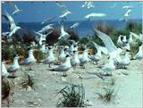 Common Terns (?) - abj50004.jpg [1/1]