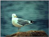 Herring Gull(?) - abj50005.jpg [1/1]