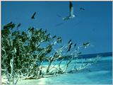 Sooty Terns (?) - abj50012.jpg [1/1]