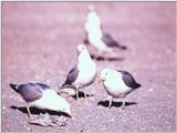 Herring Gulls (?) - abj50015.jpg [1/1]