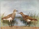 Buff-breasted Sandpipers (?) - abj50105.jpg [1/1]