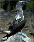 Blue-footed Booby (1)