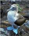 Blue-footed Booby (2)