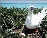 Red-footed Booby - abj50118.jpg