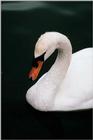 Mute Swan (2)