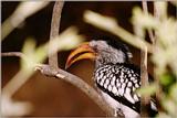 African Hornbill (1) --> Southern Yellow-billed Hornbill