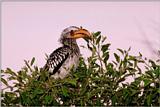 African Hornbill (2)  --> Southern Yellow-billed Hornbill
