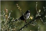 White-crowned Sparrow(?) - abo50327.jpg [1/1]