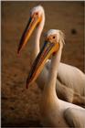 White Pelicans (2 images)