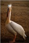 White Pelicans (2 images)