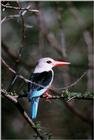 Grey-headed Kingfisher - abo50335.jpg