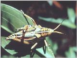 [PIC] Grasshopper