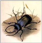[PIC] Stag Beetle