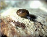 [PIC] Snail crawls