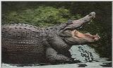 Crocodile (1)