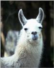 Llama Face Closeup