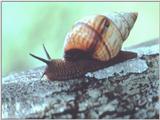 Snails (1)