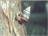 Snails (3)