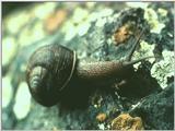 Snails (5)