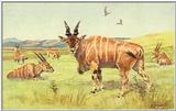 (Pls Identify This) Antelopes - Painting