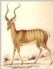 (Pls identify this) Antelope 2 - Painting
