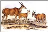(Pls identify this) Antelopes 3 - Painting