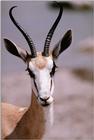 (Pls identify this) Antelope 4 -- Springbok