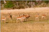 (Pls identify these) Antelopes 5