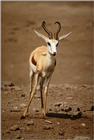 (Pls identify these) Antelopes 8