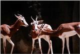 (Pls identify these) Antelopes 8