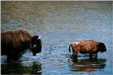 American Bison Flood 13
