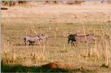 Warthogs Family On Plain