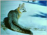 Gray Fox on snow looks back