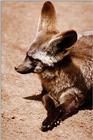 Bat-eared Fox (Otocyon megalotis) 1