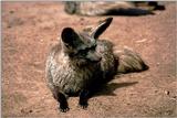 Bat-eared Fox (Otocyon megalotis) 2
