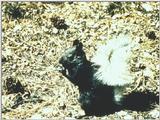 [PIC] Black Squirrel