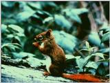 [PIC] American Red Squirrel