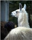 [PIC] White Llama