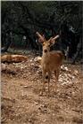 Identify this DEER - aee50323.jpg -- mule deer (Odocoileus hemionus)