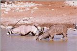 aee50329-Kudu n Oryx Antelopes-drinking water.jpg [1/1]