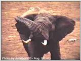 Bull Elephant at Mt. Kenya