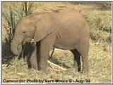 Young Elephant in Samburu