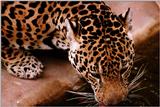 Jaguar - Drinking Water -Closeup