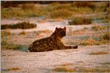 [PIC] Spotted Hyena - Sitting on plain