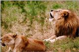 [PIC] Lions (1)