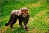 [PIC] Cheetah (1) Cub