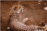 [PIC] Cheetah (2)