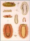 Various Nudibranch Illustration