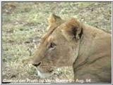 Female Lion in Kenya