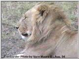 Old Male Lion in Kenya